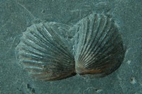 Bivalve sp